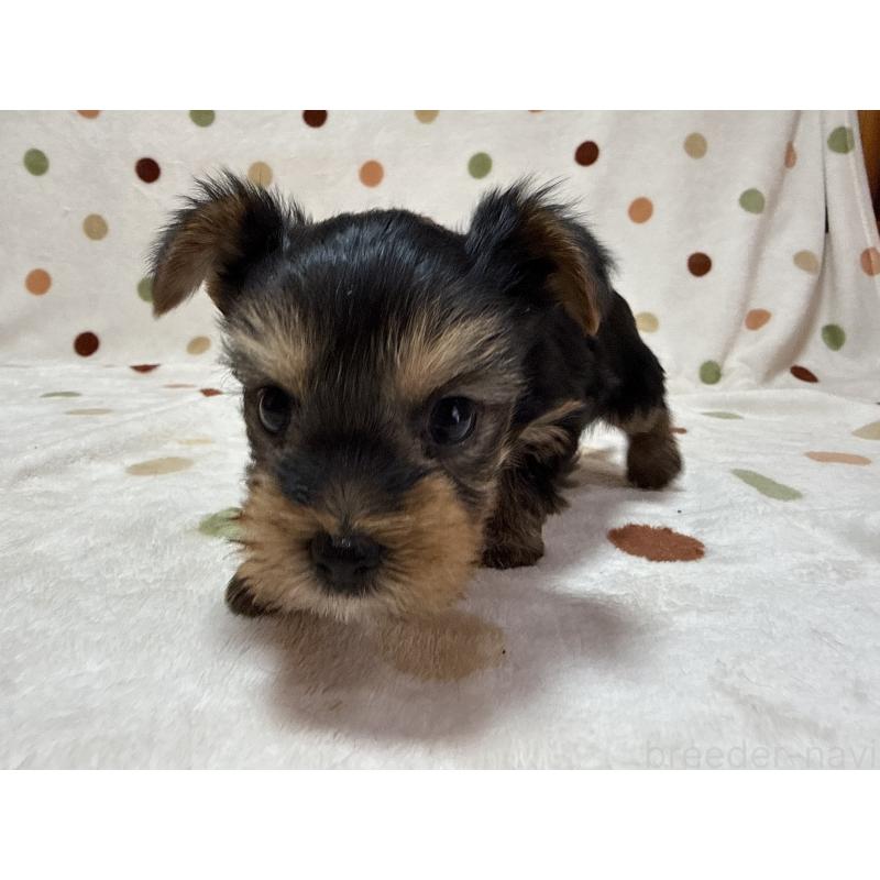販売中の岐阜県のヨークシャーテリア-449990の4枚目