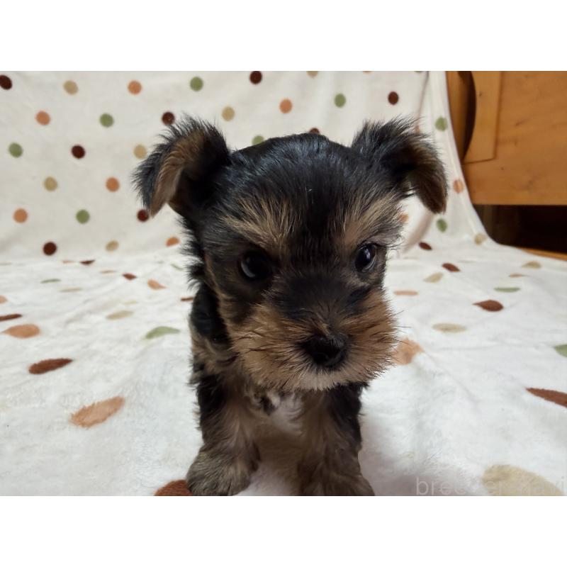 販売中の岐阜県のヨークシャーテリア-449990の3枚目