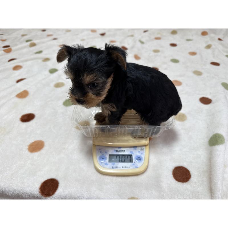 販売中の岐阜県のヨークシャーテリア-449990の2枚目