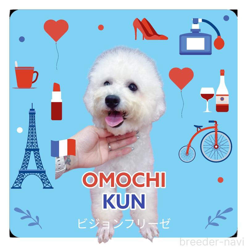 販売中の栃木県のビションフリーゼ-396053の2枚目