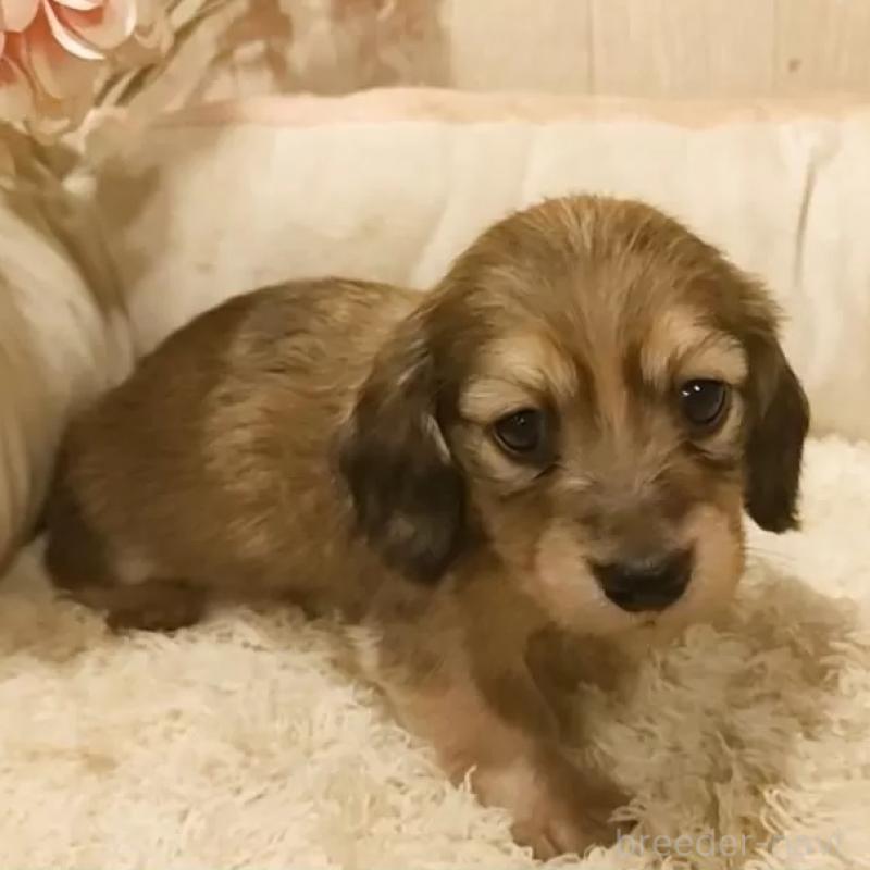 販売中の愛知県のミニチュアダックスフンド(ロングヘアード)-449991の1枚目