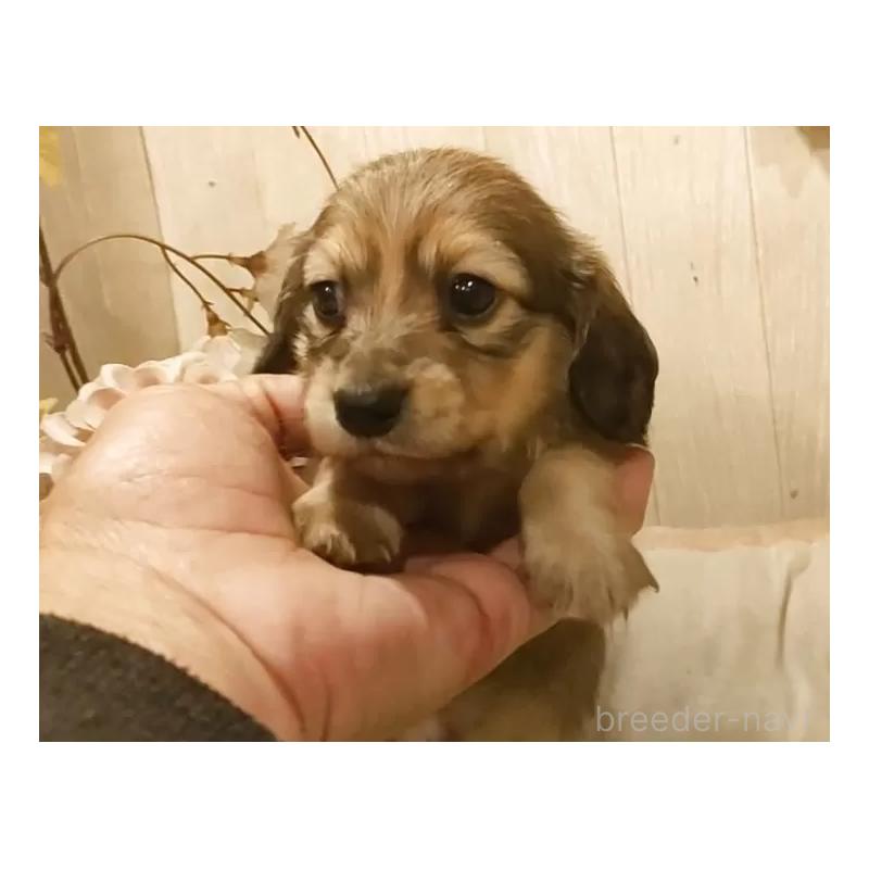 販売中の愛知県のミニチュアダックスフンド(ロングヘアード)-449991の7枚目