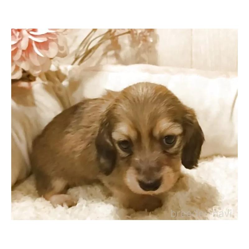 販売中の愛知県のミニチュアダックスフンド(ロングヘアード)-449991の6枚目