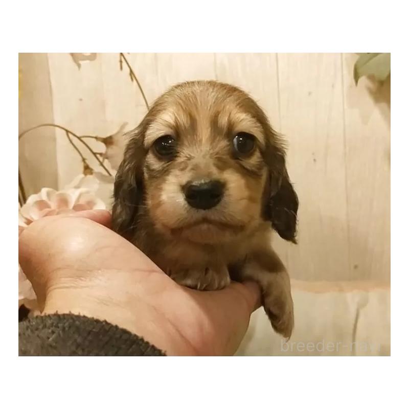 販売中の愛知県のミニチュアダックスフンド(ロングヘアード)-449991の5枚目