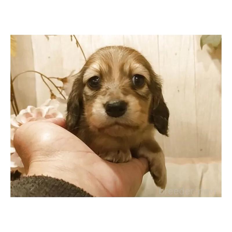 販売中の愛知県のミニチュアダックスフンド(ロングヘアード)-449991の3枚目