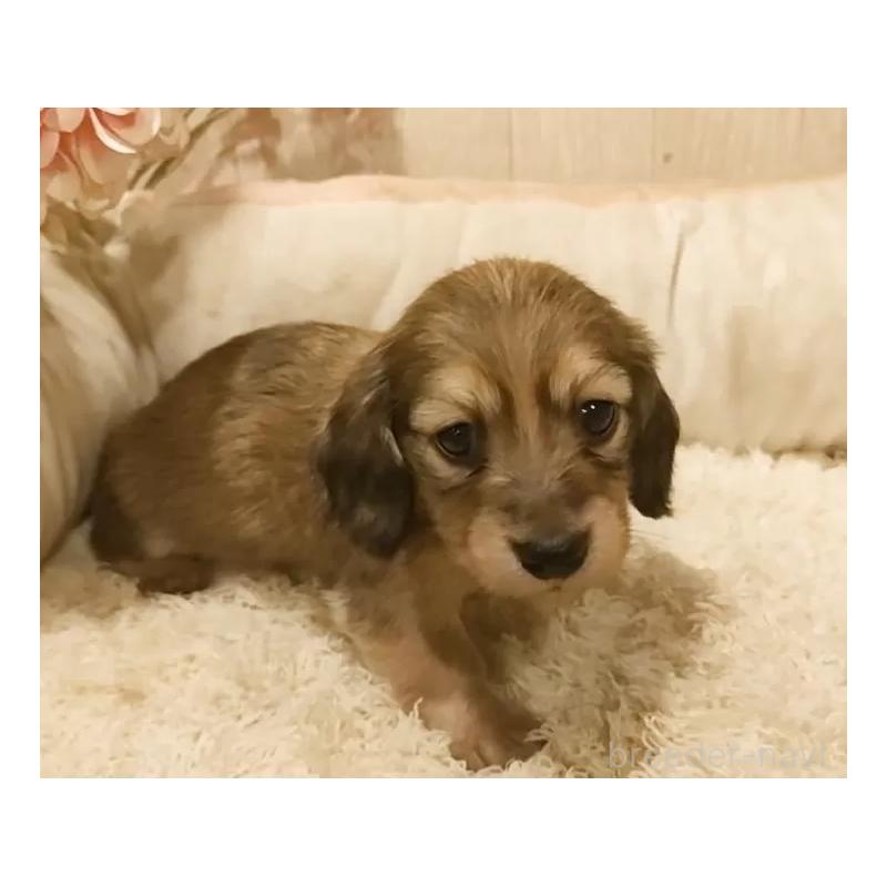 販売中の愛知県のミニチュアダックスフンド(ロングヘアード)-449991の2枚目