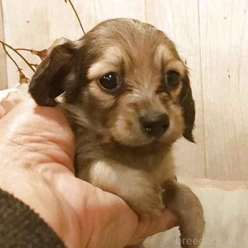 販売中の愛知県のミニチュアダックスフンド(ロングヘアード)-449992