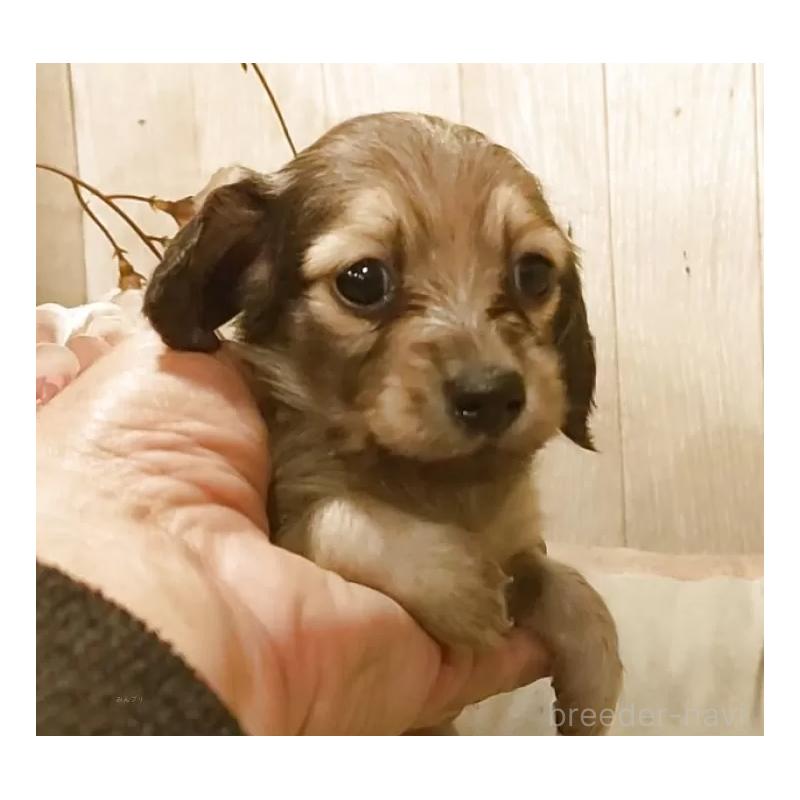 販売中の愛知県のミニチュアダックスフンド(ロングヘアード)-449992の7枚目