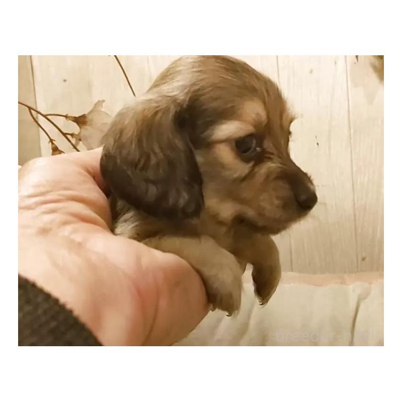 販売中の愛知県のミニチュアダックスフンド(ロングヘアード)-449992の6枚目