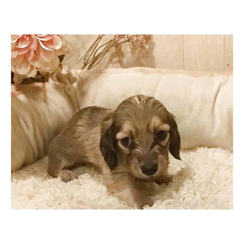 販売中の愛知県のミニチュアダックスフンド(ロングヘアード)-449992の5枚目