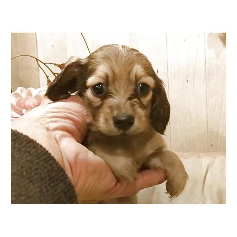 販売中の愛知県のミニチュアダックスフンド(ロングヘアード)-449992の4枚目