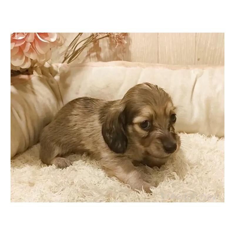 販売中の愛知県のミニチュアダックスフンド(ロングヘアード)-449992の3枚目