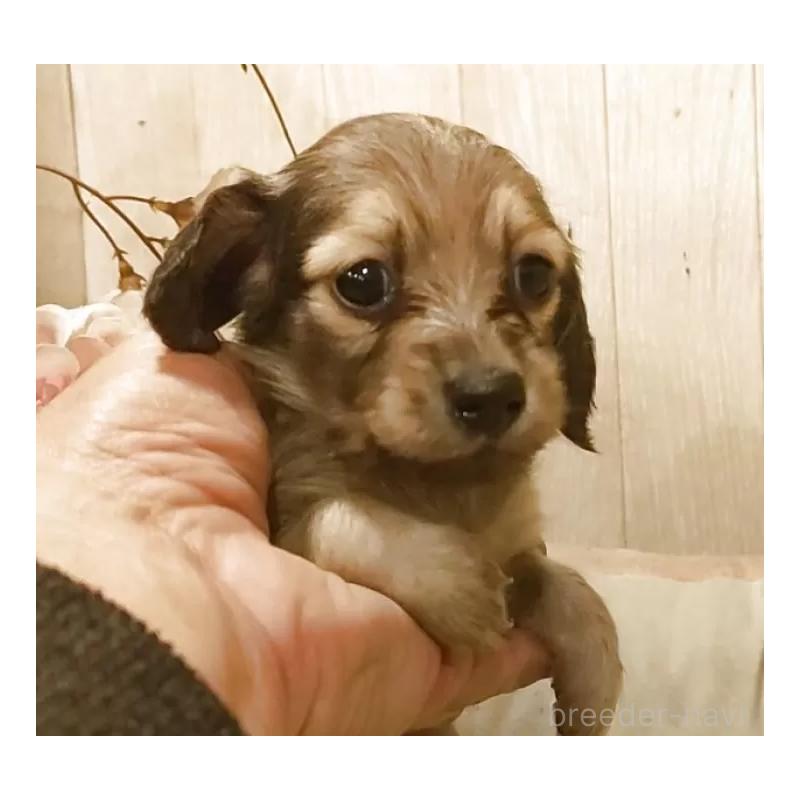 販売中の愛知県のミニチュアダックスフンド(ロングヘアード)-449992の2枚目