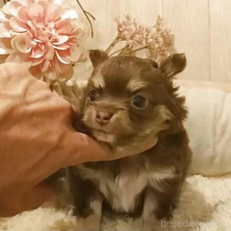 販売中の愛知県のチワワ(ロングコート)-449993の1枚目