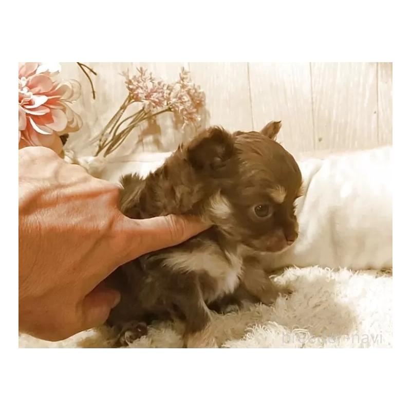 販売中の愛知県のチワワ(ロングコート)-449993の9枚目