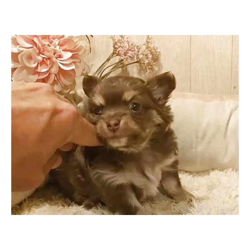 販売中の愛知県のチワワ(ロングコート)-449993の8枚目