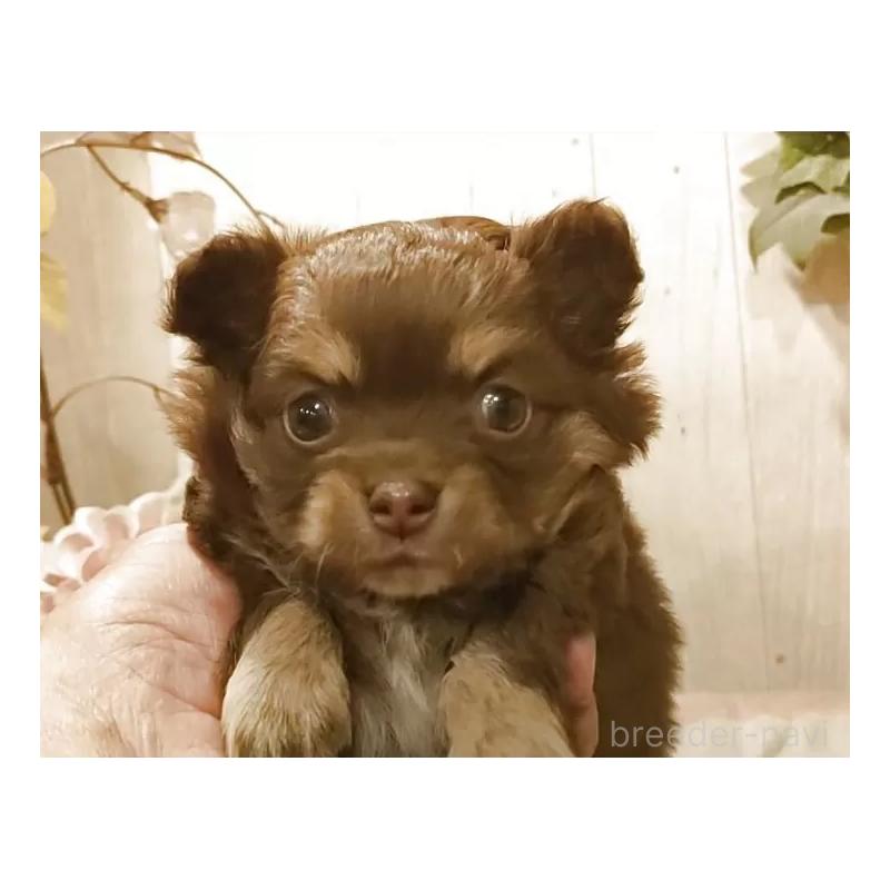 販売中の愛知県のチワワ(ロングコート)-449993の7枚目