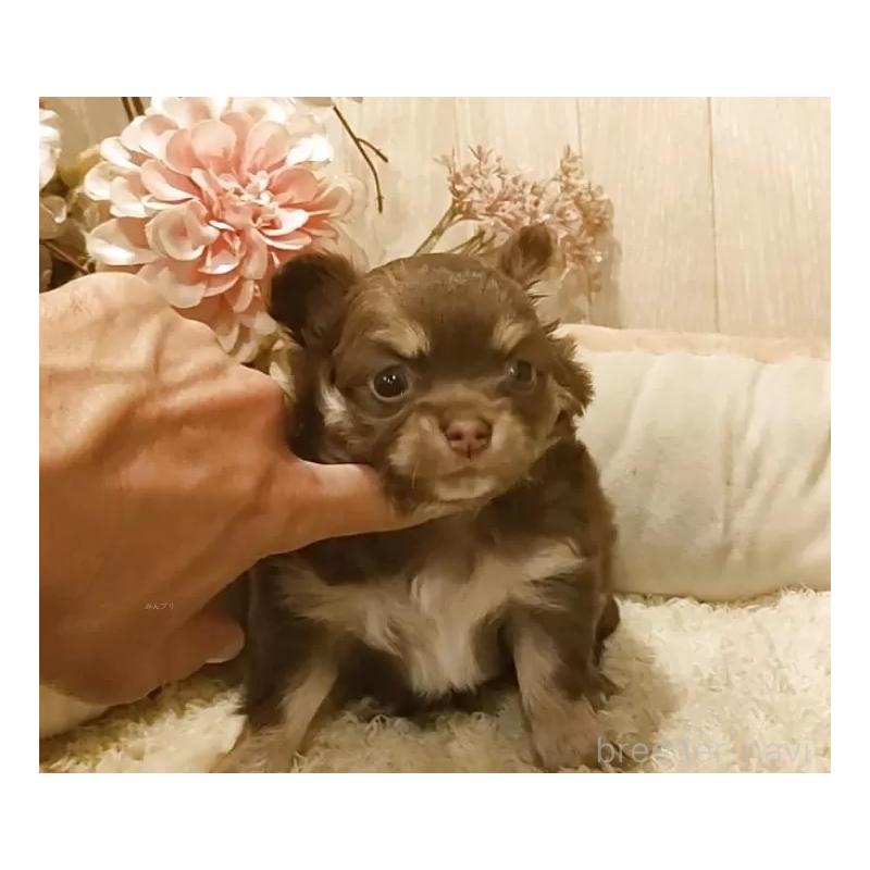 販売中の愛知県のチワワ(ロングコート)-449993の6枚目