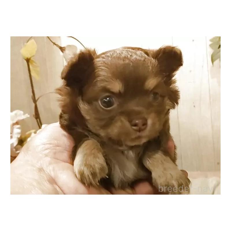 販売中の愛知県のチワワ(ロングコート)-449993の5枚目