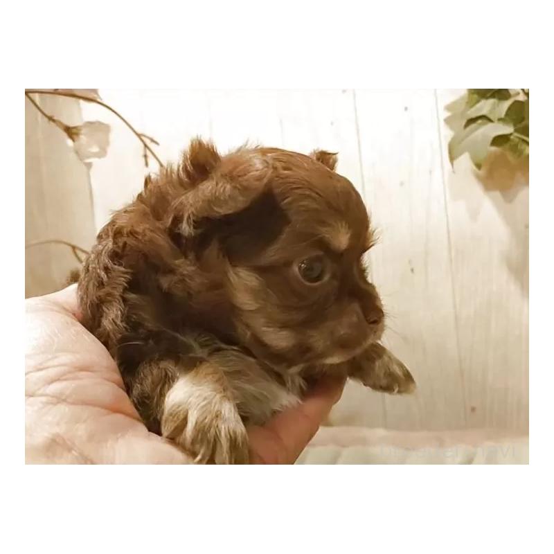 販売中の愛知県のチワワ(ロングコート)-449993の4枚目