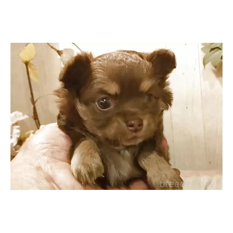 販売中の愛知県のチワワ(ロングコート)-449993の3枚目