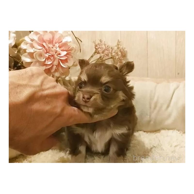 販売中の愛知県のチワワ(ロングコート)-449993の2枚目