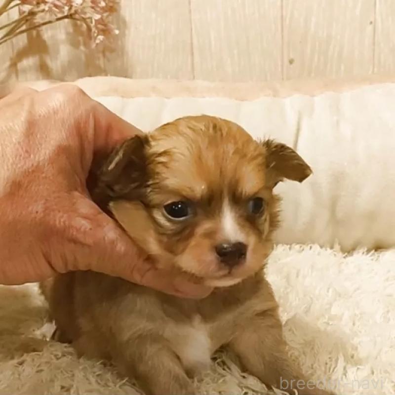 販売中の愛知県のチワワ(ロングコート)-449994の1枚目