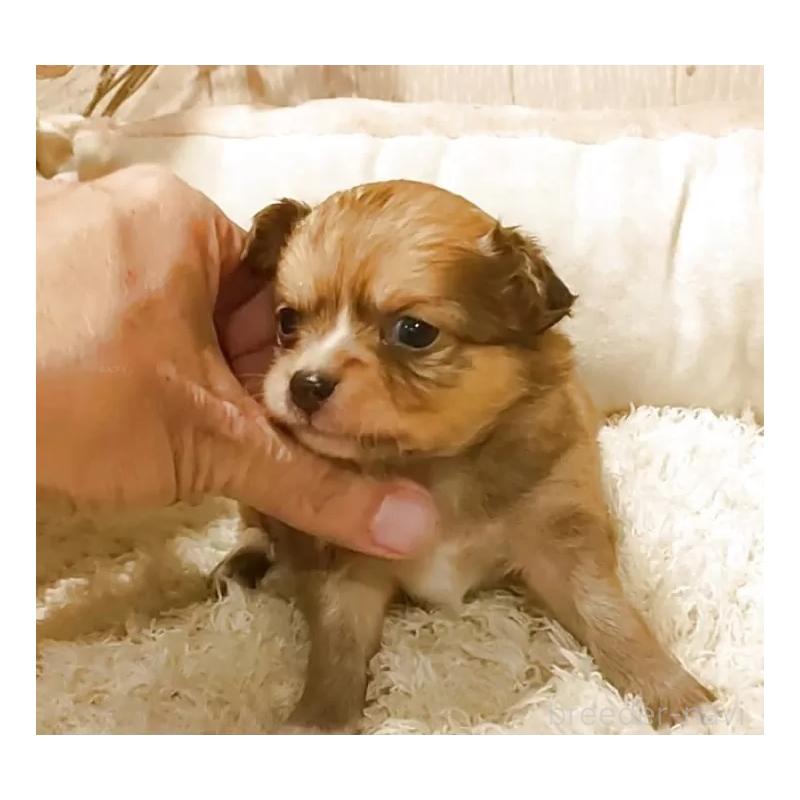 販売中の愛知県のチワワ(ロングコート)-449994の6枚目