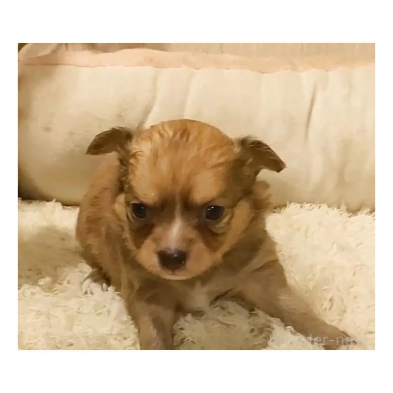 販売中の愛知県のチワワ(ロングコート)-449994の4枚目