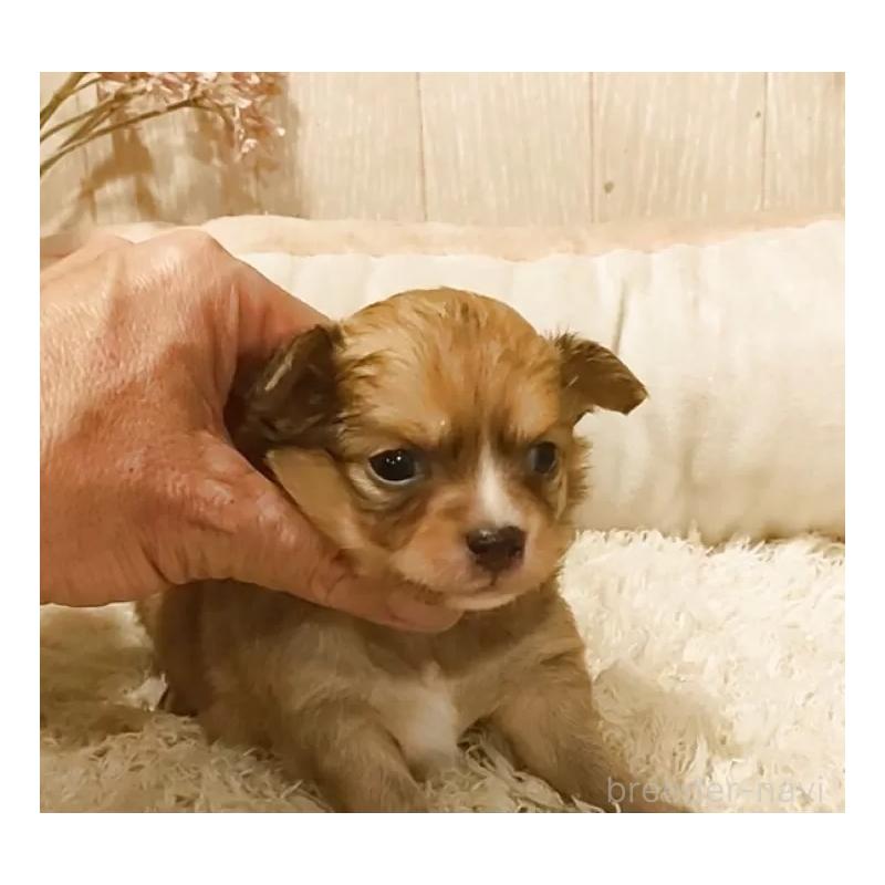 販売中の愛知県のチワワ(ロングコート)-449994の2枚目