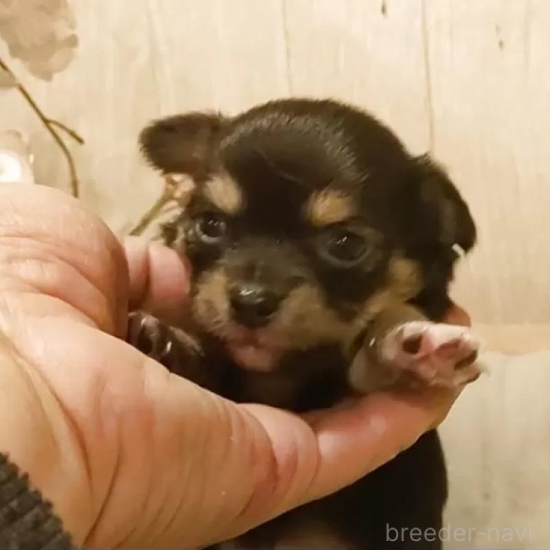 販売中の愛知県のチワワ(ロングコート)-449995