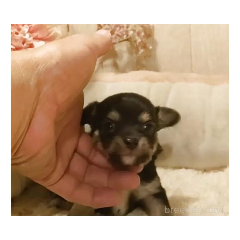 販売中の愛知県のチワワ(ロングコート)-449995の7枚目