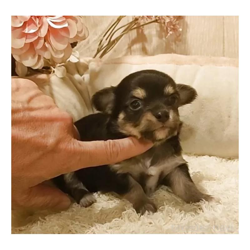 販売中の愛知県のチワワ(ロングコート)-449995の6枚目