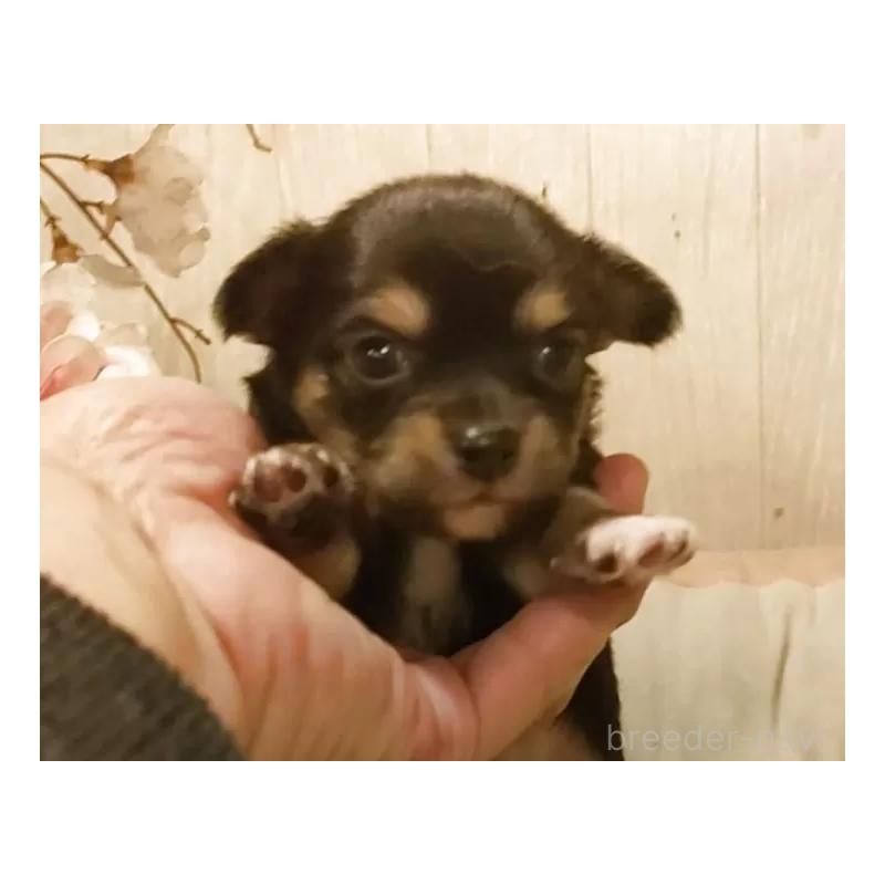 販売中の愛知県のチワワ(ロングコート)-449995の5枚目