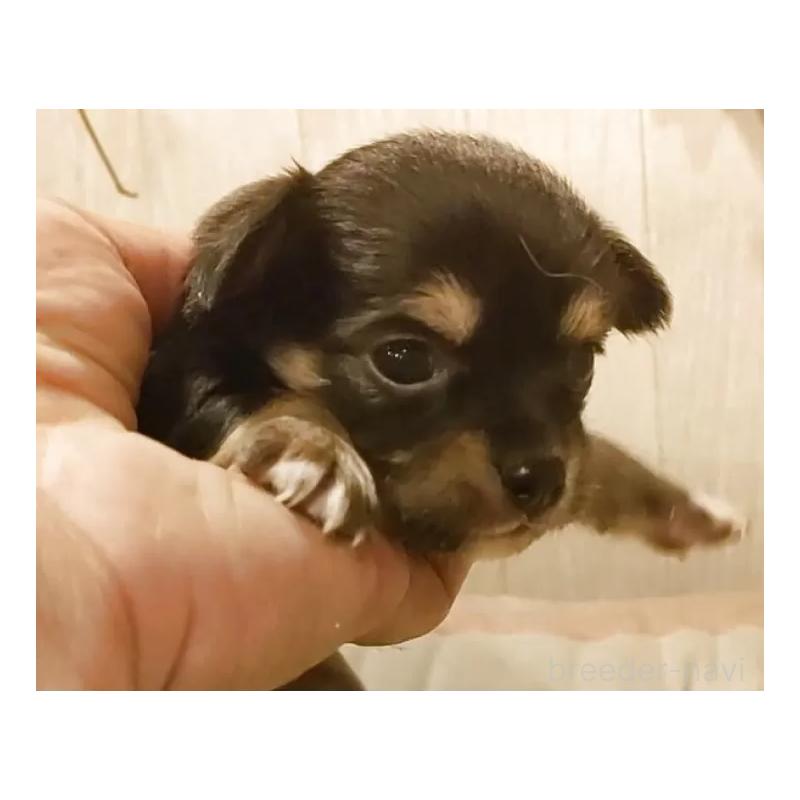 販売中の愛知県のチワワ(ロングコート)-449995の4枚目