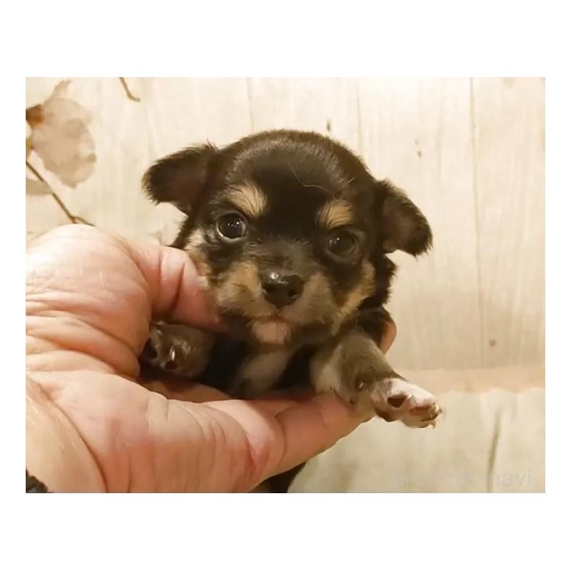 販売中の愛知県のチワワ(ロングコート)-449995の3枚目