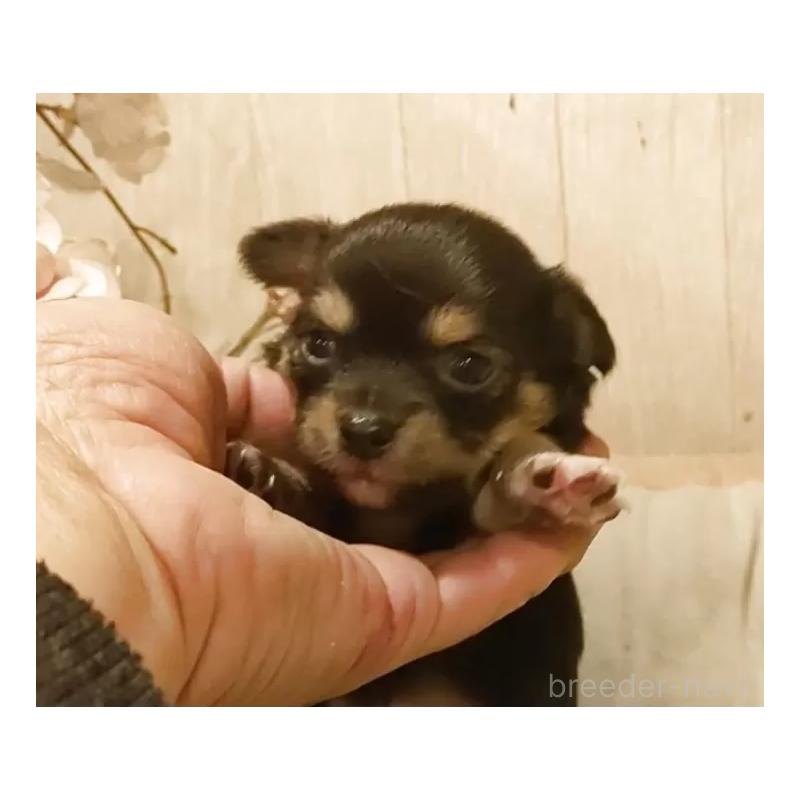 販売中の愛知県のチワワ(ロングコート)-449995の2枚目