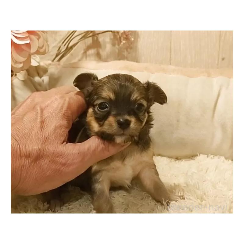 販売中の愛知県のチワワ(ロングコート)-449996の6枚目