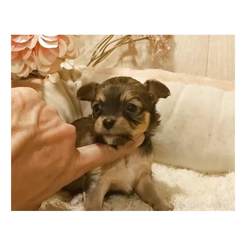 販売中の愛知県のチワワ(ロングコート)-449996の5枚目