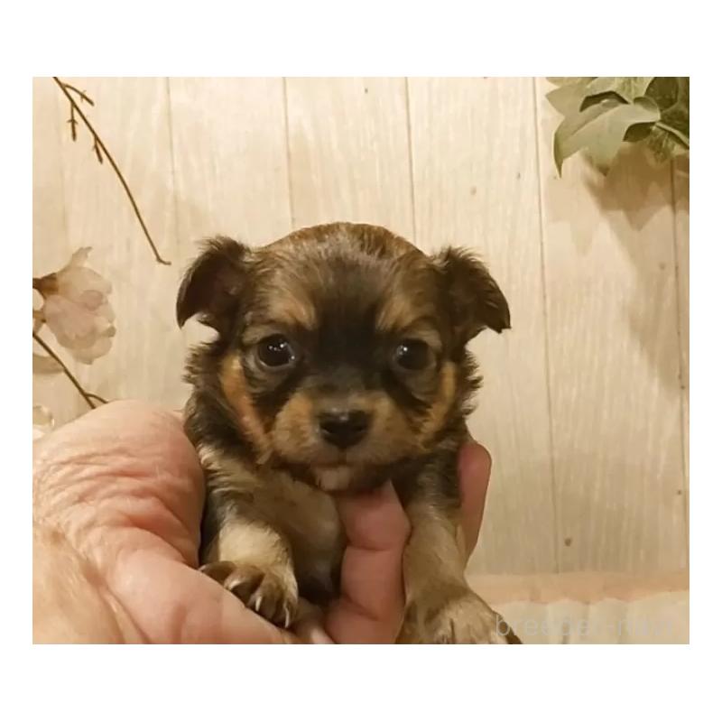 販売中の愛知県のチワワ(ロングコート)-449996の4枚目