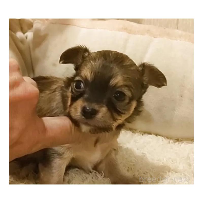 販売中の愛知県のチワワ(ロングコート)-449996の3枚目