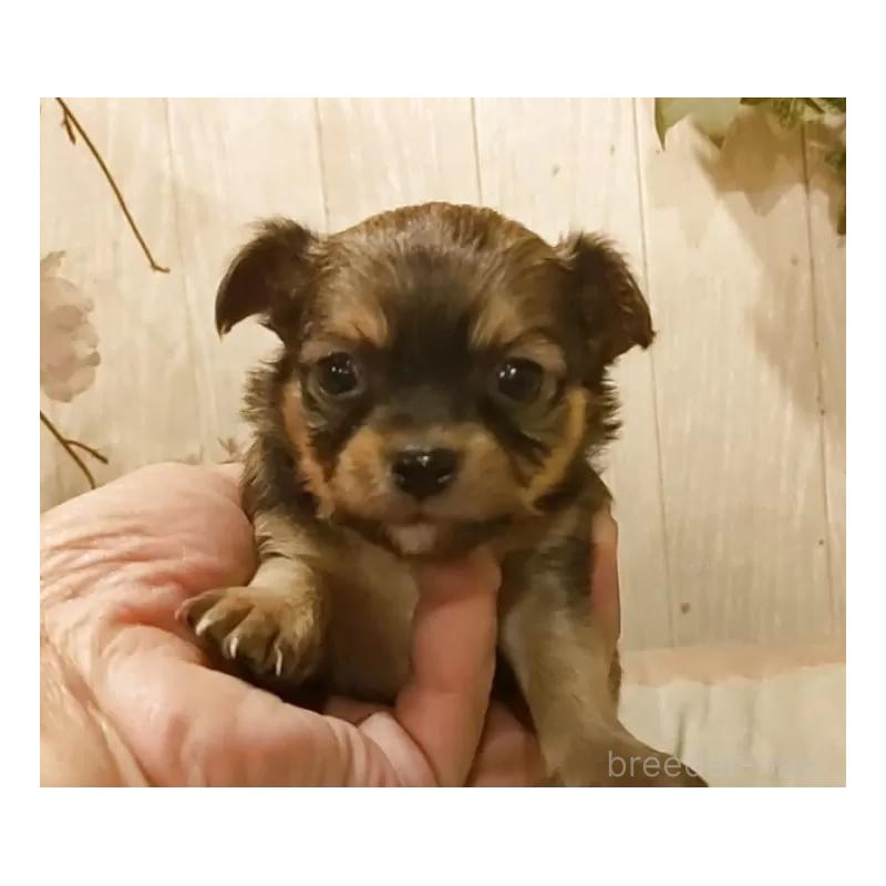 販売中の愛知県のチワワ(ロングコート)-449996の2枚目