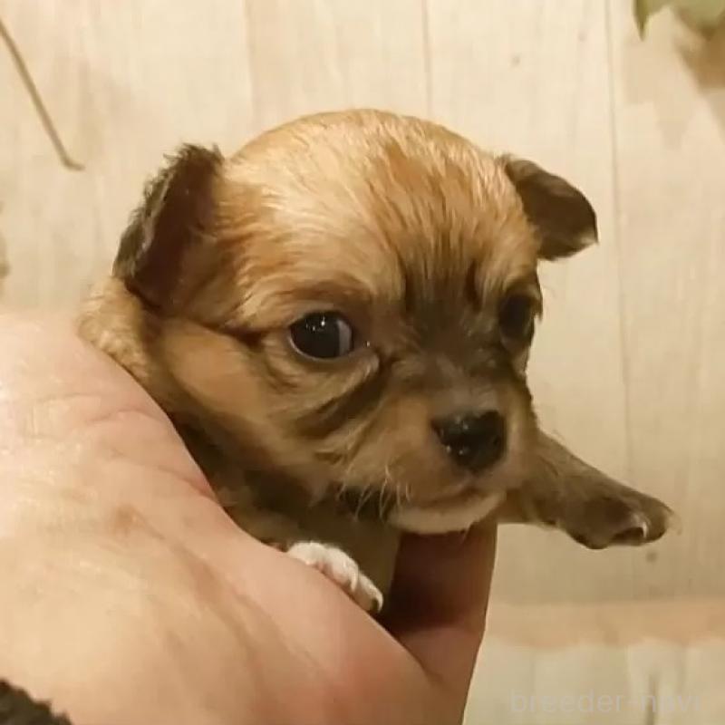 販売中の愛知県のチワワ(ロングコート)-449997