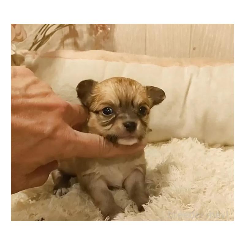 販売中の愛知県のチワワ(ロングコート)-449997の6枚目