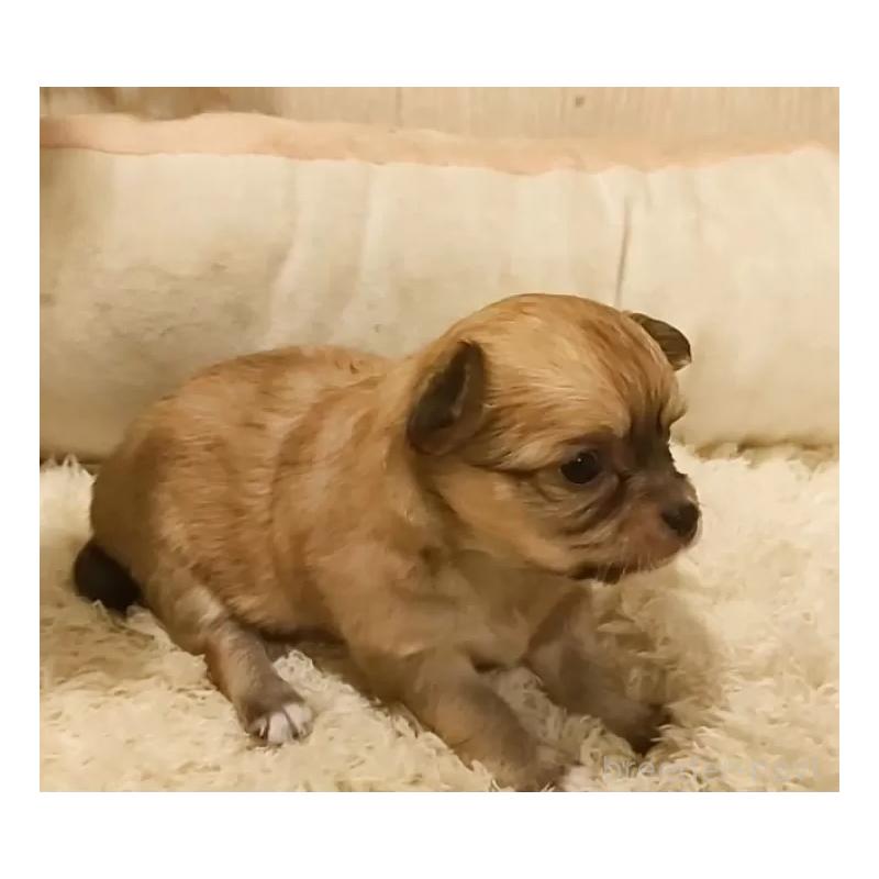 販売中の愛知県のチワワ(ロングコート)-449997の5枚目