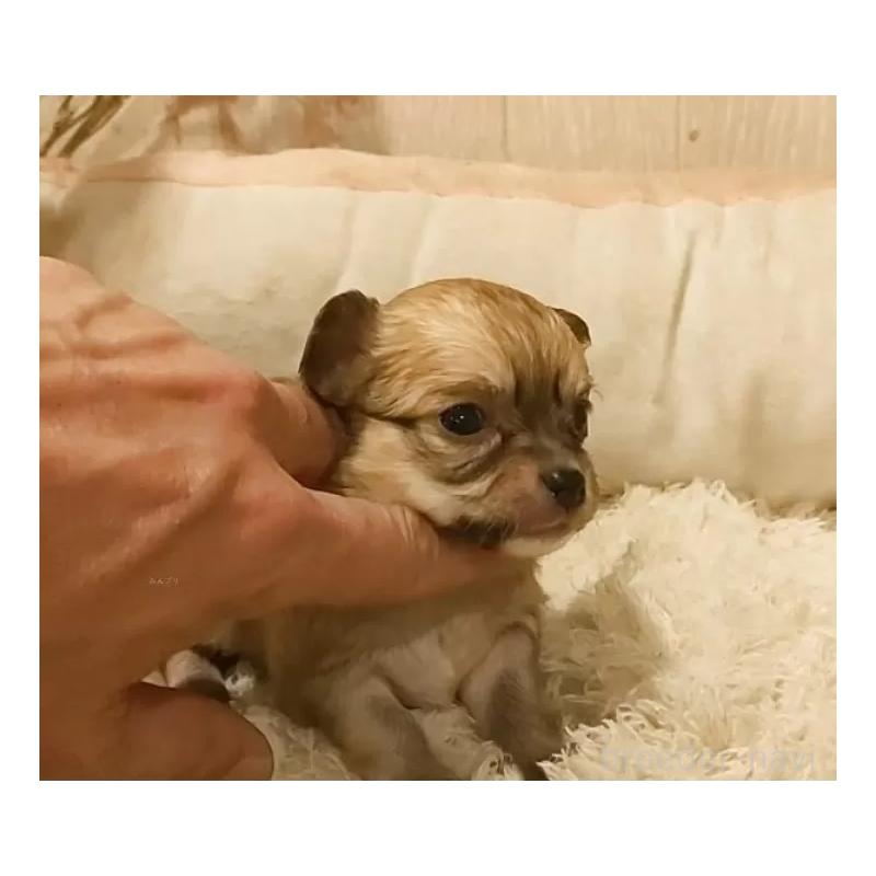 販売中の愛知県のチワワ(ロングコート)-449997の4枚目