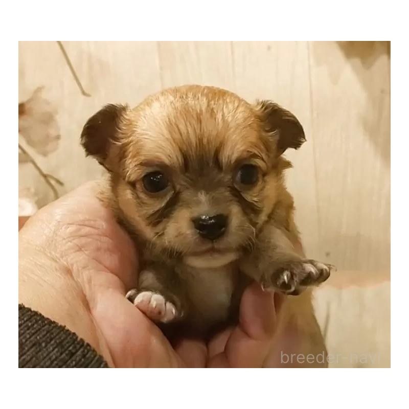 販売中の愛知県のチワワ(ロングコート)-449997の3枚目