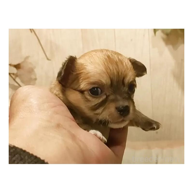 販売中の愛知県のチワワ(ロングコート)-449997の2枚目