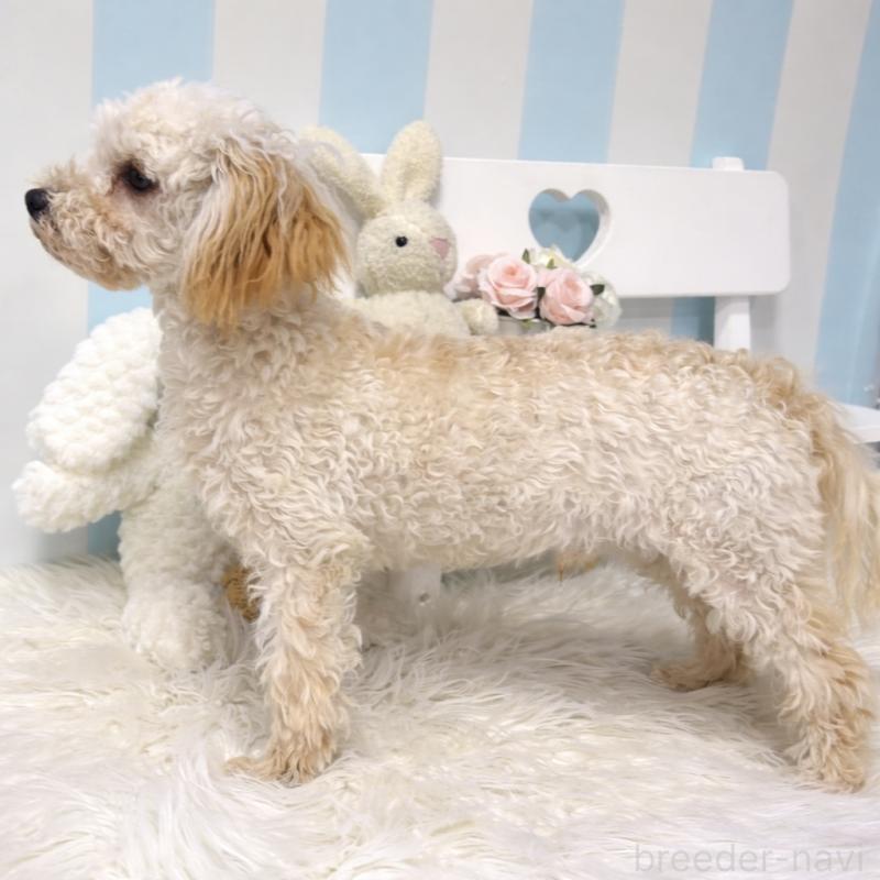 販売中の栃木県のマルプー:マルチーズ×トイプードル-440796の3枚目