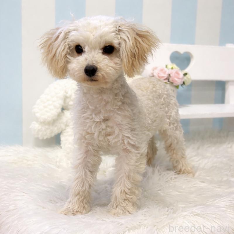 販売中の栃木県のマルプー:マルチーズ×トイプードル-440796の2枚目